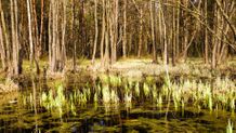 Swamp Backdrop