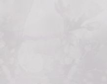 White Background 1 - 3375x2625