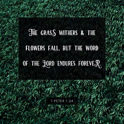 1 Peter 1:24