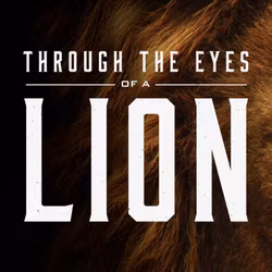 Through the Eyes of a Lion