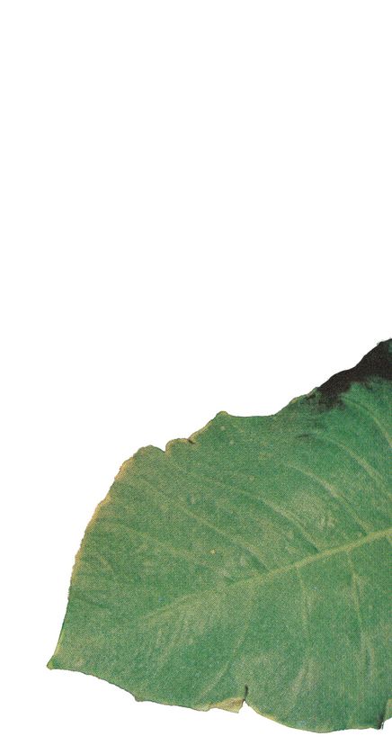 Leaf 6