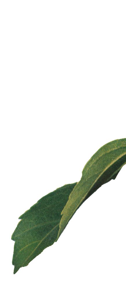 Leaf 7
