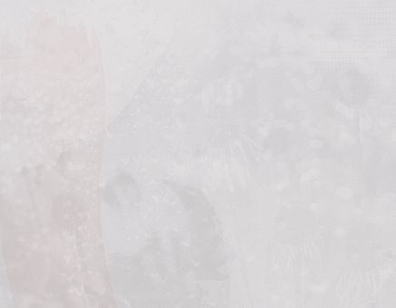 Background Images