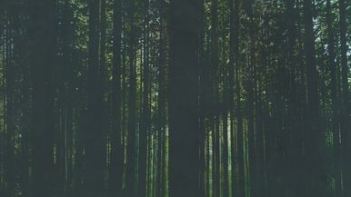 Artwork Trees 1