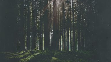 Artwork Trees 2