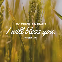 Haggai 2:19