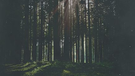 Artwork Trees 2