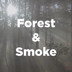 Stock Videography: Forest and Smoke