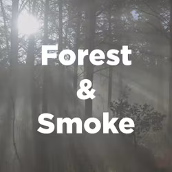 Stock Videography: Forest and Smoke