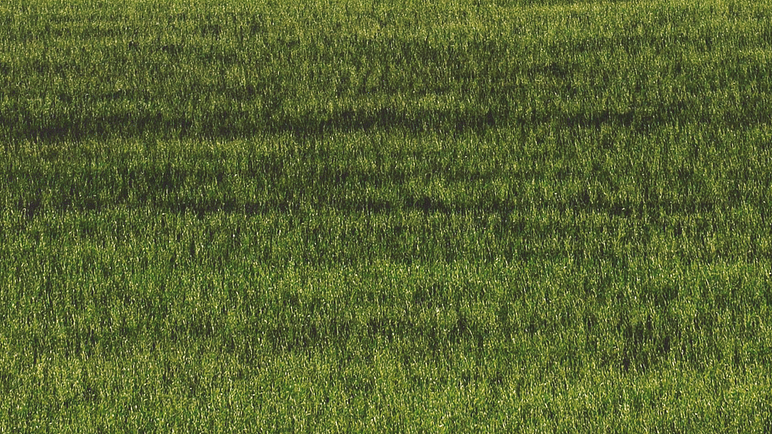 Scenic Image