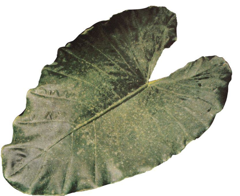 Leaf 1