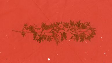 Branches - Blank