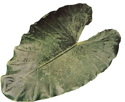 Leaf 1
