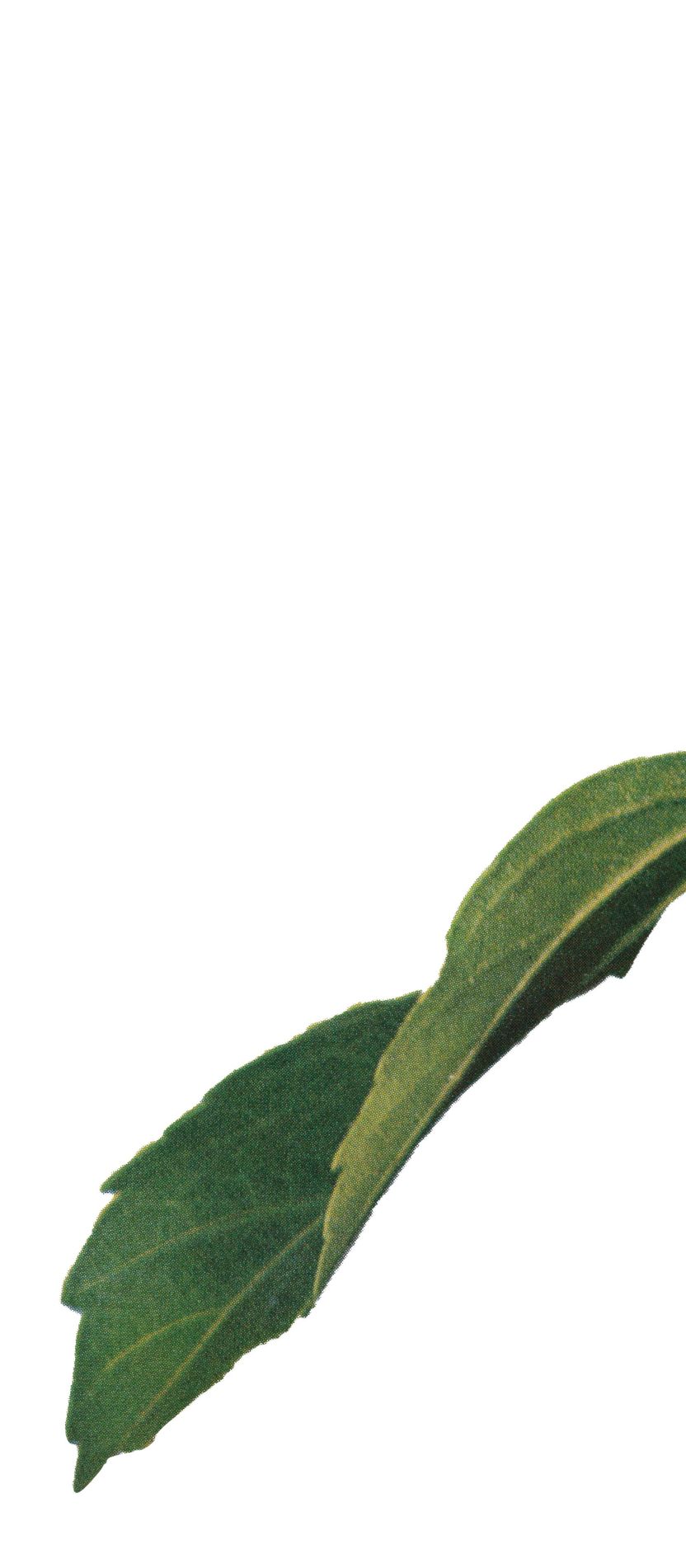 Leaf 7
