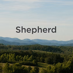 Shepherd