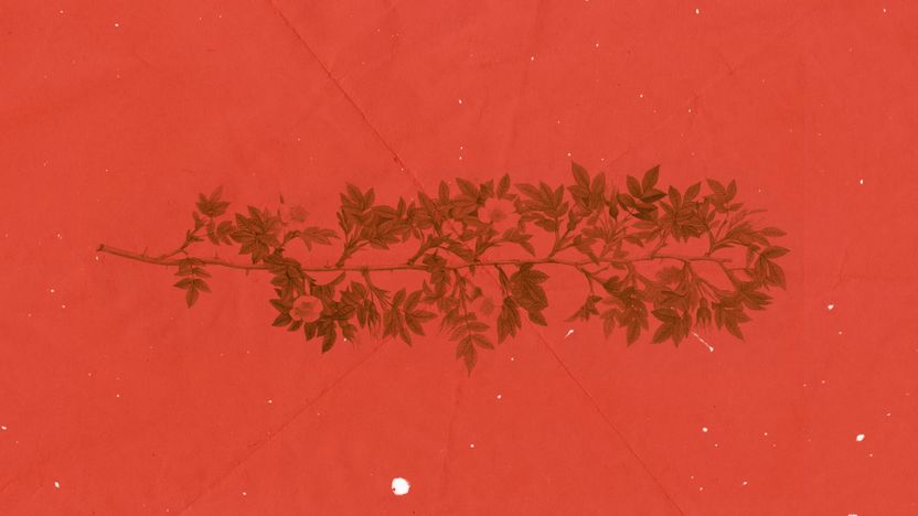 Branches - Blank