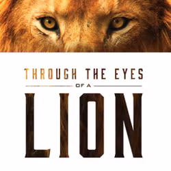 Through The Eyes Of A Lion