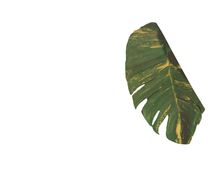Leaf 4