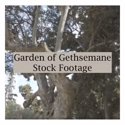 Garden of Gethsemane Stock Footage