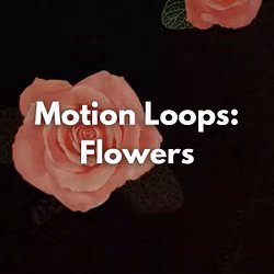 Motion Loops: Flowers