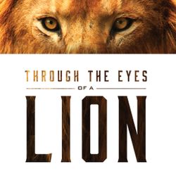 Through The Eyes Of A Lion