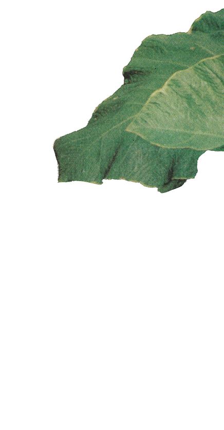 Leaf 5