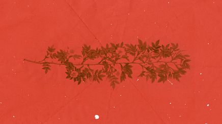Branches - Blank