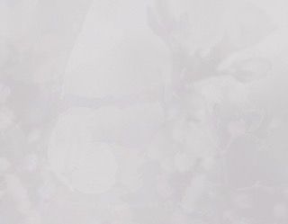 White Background 1 - 3375x2625