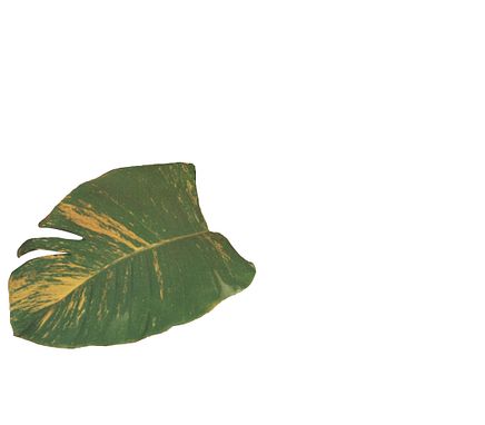 Leaf 3