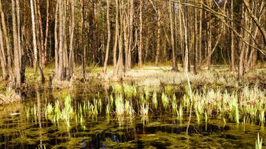 Swamp Backdrop