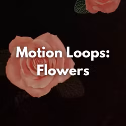 Motion Loops: Flowers