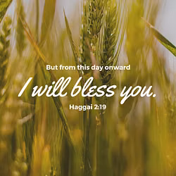 Haggai 2:19
